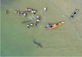  ?? Fotos: dpa ?? Anderswo – hier in Israel – passen Haie und Tourismus zusammen. Der Weiße Hai (oben) ist in Spanien verschwund­en.