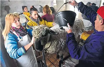  ?? (LA VOZ) ?? Higiene. Baño con champú y jabón para dejar una lana reluciente antes de marchar a la exposición.