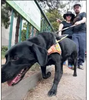  ?? (Photo F. Fernandes) ?? Les agresseurs ont menacé de tuer Stéphane qui essayait de sauver le chien guide de sa femme handicapée.