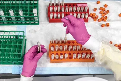  ?? Associated Press ?? ABOVE:
A lab technician sorts
blood samples for COVID-19 vaccinatio­n study at the Research Centers of America in
Hollywood, Fla.