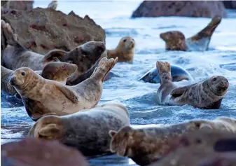  ?? ?? BLUBBERY AND BROODY Coming ashore for the pupping season (August to January, depending on the location), 40% of the world’s grey seals live around our coast.