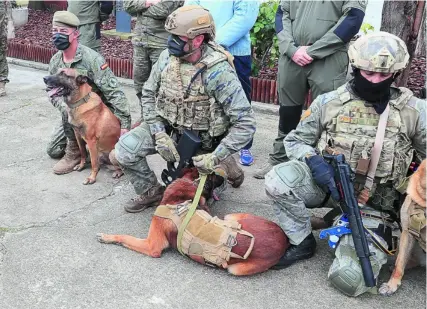  ?? EFE ?? Varios de los perros que «estudian» en el Centro Militar Canino de la Defensa con sus guías