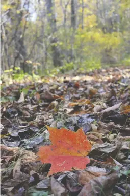  ?? BY PAM OWEN ?? Peak fall color finally came to Rappahanno­ck County landscapes large and small early in November.