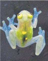  ??  ?? CRYSTAL CLEAR: A Cristal del Sol frog