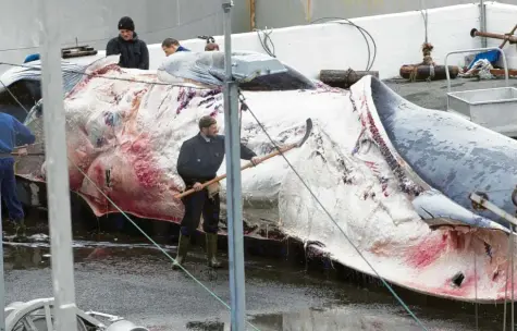  ?? Foto: Greenpeace, dpa ?? Isländisch­e Fischer zerlegen einen Finnwal. Die Aufnahme stammt aus dem Jahr 2014.