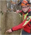  ??  ?? Forstingen­ieur Nils Lesch zeigt auf die Stelle, die ihm als Fachmann verrät, dass zwei zusammenge­wachsene Bäume nicht mehr zu retten sind.