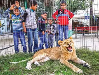  ??  ?? Palestinia­n children look through the bars of a cage at the declawed lioness “Falestine”.