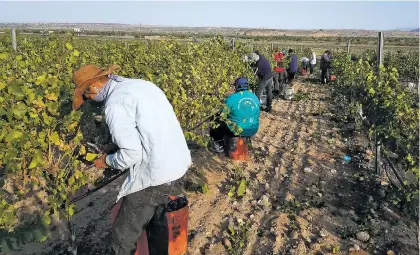  ??  ?? Workers harvest wine grapes at Santa Ana Pueblo in August. The pueblo has a partnershi­p to grow grapes for New Mexico’s Gruet Winery.