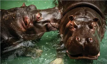  ?? ?? These two hippos at Antwerp zoo recently tested positive for Covid-19. Photograph: Reuters