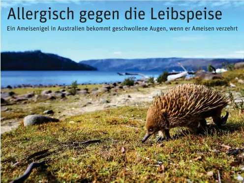  ?? Foto: imago/McPhoto ?? Ein Ameisenige­l am Ufer eines Sees in Australien