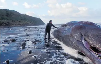  ?? Photo / Sue Mosen ?? One of the sperm whales washed up at Kaupokonui Beach, near Whanganui.