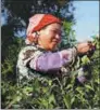  ?? PHOTOS BY WU HAN / XINHUA ?? From left: A farmer dries tea leaves on the balcony of his house in Laobanzhan­g village, Yunnan province, on May 30. A farmer harvests tea leaves in the village.