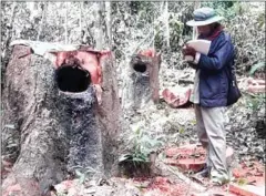  ?? SUPPLIED ?? A member of the Preah Vihear Community Forestry Network examines the remains of a resin tree that was illegally felled.