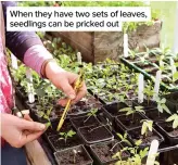  ??  ?? When they have two sets of leaves, seedlings can be pricked out