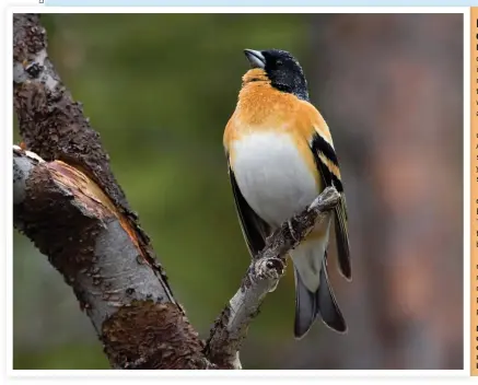  ??  ?? Male Bramblings in April are quite stunning birds, and an encounter with one will be made all the more memorable should it be in song.