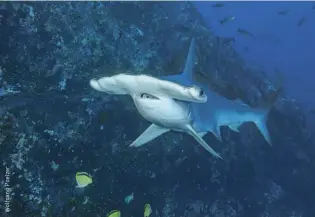  ??  ?? A scalloped hammerhead cruises through
Cocos Island’s waters