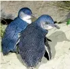  ?? STUFF ?? The number of blue penguin deaths has been blamed on a change of weather patterns.