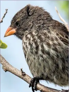  ??  ?? One of the Galapagos finches that contribute­d to the formulatio­n of the Theory of Evolution.