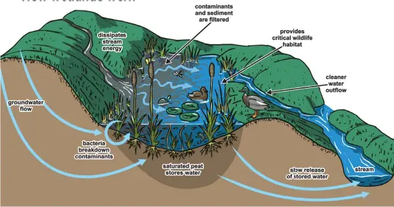  ??  ?? A graphic of how a wetland works. In India, wetlands are areas where water is the primary factor controllin­g the environmen­t and the associated plant and animal life.