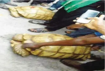  ??  ?? The two tortoise (117 years) presented to Oba Ewuare II during his visit to Otaru of Auchi