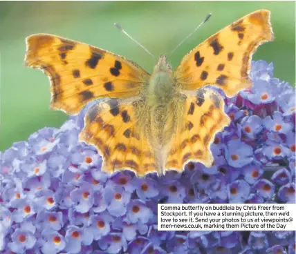  ??  ?? Comma butterfly on buddleia by Chris Freer from Stockport. If you have a stunning picture, then we’d love to see it. Send your photos to us at viewpoints@ men-news.co.uk, marking them Picture of the Day