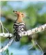  ??  ?? Hoopoe