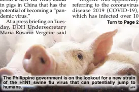  ?? AFP ?? The Philippine government is on the lookout for a new strain of the H1N1 swine flu virus that can potentiall­y jump to humans.