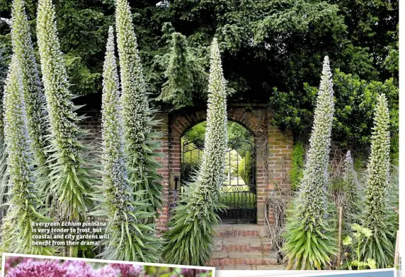  ??  ?? Evergreen Echium pininana is very tender to frost, but coastal and city gardens will benefit from their drama!
