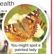  ??  ?? You might spot a painted lady
