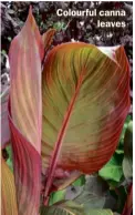  ??  ?? Colourful canna leaves