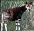  ?? PHOTO BY RAUL654/COMMONS.WIKIMEDIA ?? The elusive Okapi.