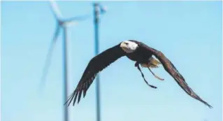  ??  ?? Spirit flies from a lift to his trainer at the National Wind Technology Center. The bald eagle was participat­ing in research to help the Department of Energy's National Renewable Energy Laboratory develop a radar and visual systems that prevent bird...