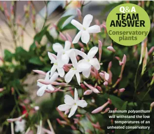  ??  ?? Jasminum polyanthum will withstand the low temperatur­es of an unheated conservato­ry