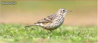  ?? ?? Meadow Pipit