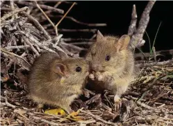  ??  ?? Once found across arid and semi-arid Australia, the greater stick-nest rat was extinct on the mainland by the 1930s. Captive-bred animals from island population­s have been released in SA.