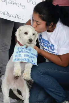  ?? Fotos: AFP/Orlando Sierra ?? Lassen sich Hunde auch korrumpier­en? Durch Küsse? – Demonstrat­ion gegen Präsident Pérez Molina in Guatemala-Stadt