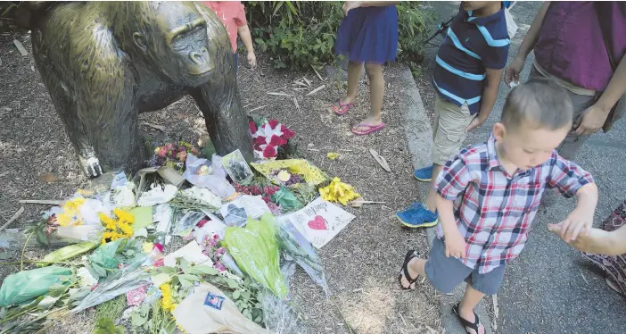  ?? AP PHOTOS ?? PRIMATE MEMORIAL: Children place flowers at a statue of a gorilla, above, in memory of Harambe, the gorilla shot to death Sunday when a boy fell in his enclosure at the Cincinnati Zoo &amp; Botanical Garden. A sympathy card, top left, memorializ­es the fallen primate.