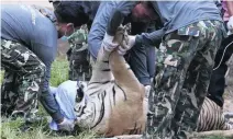  ?? Narong Sangnak / EPA ?? Thai officials relocated 137 tigers from the temple to the Wildlife Breeding Centre in Ratchaburi province.