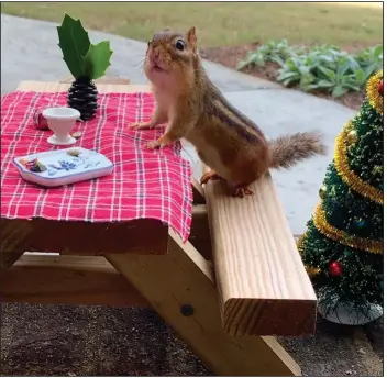  ?? (The New York Times/Angela Hansberger) ?? A photo provided by Angela Hansberger shows a chipmunk at a small table with holiday decoration­s. Enticing wildlife to the backyard, with tiny furniture and elaborate meals, has consoled some Americans in quarantine.