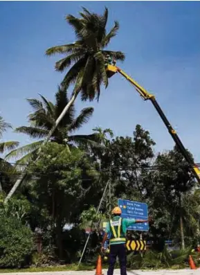  ?? (Foto Mikail ONG/BH) ?? Petugas MBPP penebangan pokok kelapa di Jalan Teluk Kumbar, Pulau Pinang, semalam.