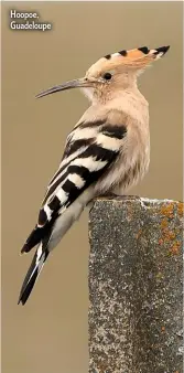  ??  ?? Hoopoe, Guadeloupe