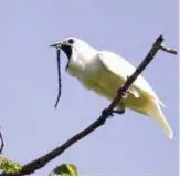  ??  ?? This image obtained courtesy of Anselmo d’Affonseca shows a male white bellbird (Procnias albus) screaming its mating call. — AFP