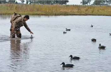  ??  ?? Los patos fueron lo grandes beneficiad­os con el crecimient­o de espejos de agua y más comida. A la perdiz le costó llegar a un buen tamaño.