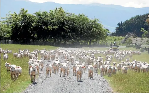  ??  ?? National says it will direct New Zealand’s largest farmer, Landcorp, to lease and sell Crown-owned farms to up-and-coming farmers.