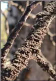  ?? ?? Whiskey fungus on tree branches in Lincoln County.