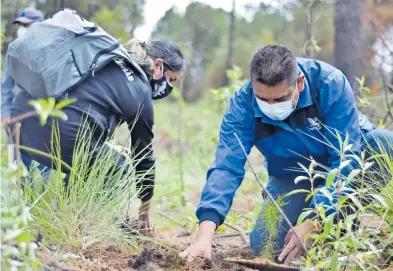  ?? /CORTESÍA: CECYTE ?? Estudiante­s y docentes de los planteles del CecyteEmsa­d participar­on en la actividad “Adopta un árbol”, en donde sembraron cerca de 450 ejemplares