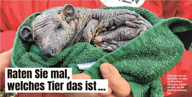  ??  ?? Sieht aus wie ein Gürteltier, ist aber ein Bewohner deutscher Gärten: ein Igel, der die Stacheln verloren hat.