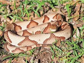  ?? CLARION-LEDGER FILE ?? A historic cicada emergence is expected next month and parts of Mississipp­i are included, but don't expect to see piles of copperhead­s feeding on the bugs near trees.