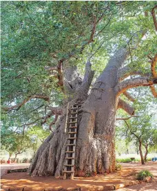  ?? SAM J BASCH/GETTY IMAGES/FILES ?? Some of the massive trees, which can live for thousands of years, have become tourist attraction­s.