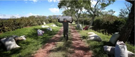  ?? JOHN dUráN ?? Las exportacio­nes de café se mantienen firmes este año, pese al impacto de la pandemia de covid-19. De enero a octubre, las ventas de café oro aumentaron 19% respecto a igual lapso del 2019.